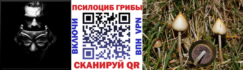 Купить где  Камень-на-Оби  Галлюциногенные грибы Psilocybe 